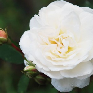 Саженец розы флорибунды Айсберг