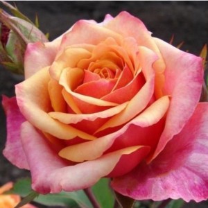 Саженец чайно-гибридной розы Черри Бренди (Cherry Brandy)