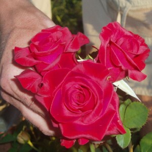 Саженец чайно-гибридной розы Кардинал 85