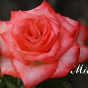 Саженец чайно-гибридной розы Milva