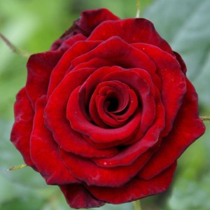 Роза Ред Наоми(чайно-гибридная)