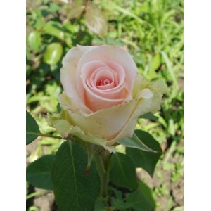 Саженец чайно-гибридной розы Вивальди