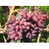 Саженец винограда Изюминка (Ранний/Розовый)