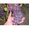 Саженец винограда Красотка (Ранний/Фиолетовый)