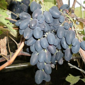 Саженец винограда Виолетта (Ранний/Черный)