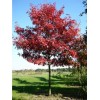 Саженец дуба Красный от 150 см