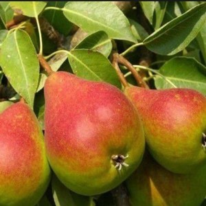 Груша Северянка краснощекая