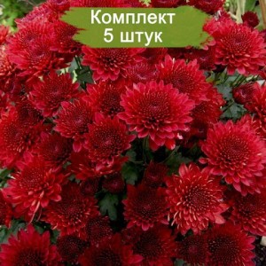 Саженцы хризантемы мультифлора Бранхил Ред (Branhill Red) -  5 шт.