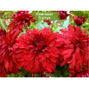 Саженцы крупноцветковой хризантемы Дипломат (Diplomat) (Красная ) -  5 шт.