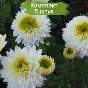 Саженцы среднецветковой хризантемы Инга (Inga) (Белая с желтозеленой серединой ) -  5 шт.