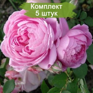 Саженцы чайно-гибридной розы Аленушка (Alenushka) -  5 шт.