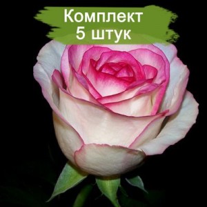 Комплект 5шт / Роза Дольче Вита(чайно-гибридная)
