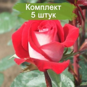 Саженцы чайно-гибридной розы Латин Леди (Latin Lady) -  5 шт.
