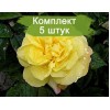 Саженцы парковой розы Лихткёнигин Лючия (Lichtkonigin Lucia) -  5 шт.