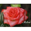Саженцы чайно-гибридной розы Мильва (Milva) -  5 шт.