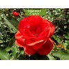 Саженцы канадской розы Моден Файрглоу (Morden Fireglow) -  5 шт.
