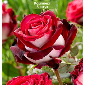 Саженцы чайно-гибридной розы Осирия (Osiria) -  5 шт.