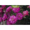 Саженцы почвопокровной розы Сиреневый дождь (Hedetraum) -  5 шт.