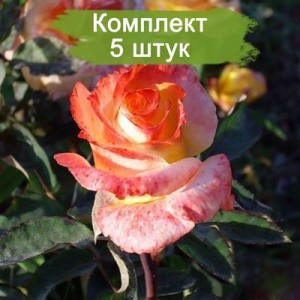 Саженцы чайно-гибридной розы Солидор (Solidor) -  5 шт.