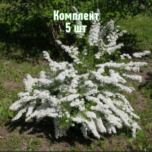 Комплект 5шт / Спирея острозубчатая Аргута