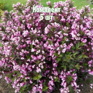 Комплект 5шт / Вейгела гибридная Нана Пурпуреа