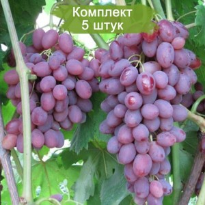 Саженцы винограда Румба (Ранний/Розовый) -  5 шт.