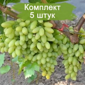 Саженцы винограда Столетие - Кишмиш (Ранний/Белый) -  5 шт.