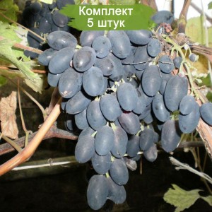 Саженцы винограда Виолетта (Ранний/Черный) -  5 шт.