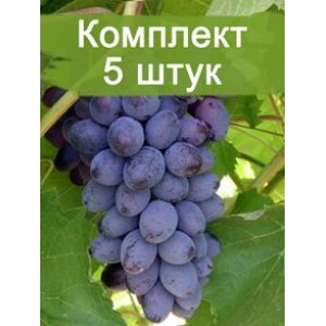 Саженцы винограда Юпитер - Кишмиш (Ранний/Фиолетовый) -  5 шт.