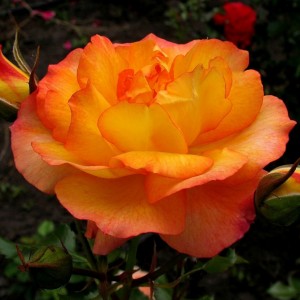 Роза Сахара (кустовая)