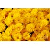 Саженец хризантемы мультифлора Спейс Йеллоу (Желтая )