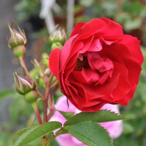 Саженец канадской розы Аделаида Худлес