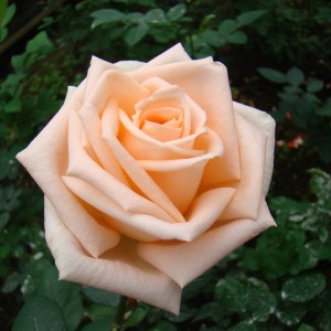 Саженец чайно-гибридной розы Таймлесс